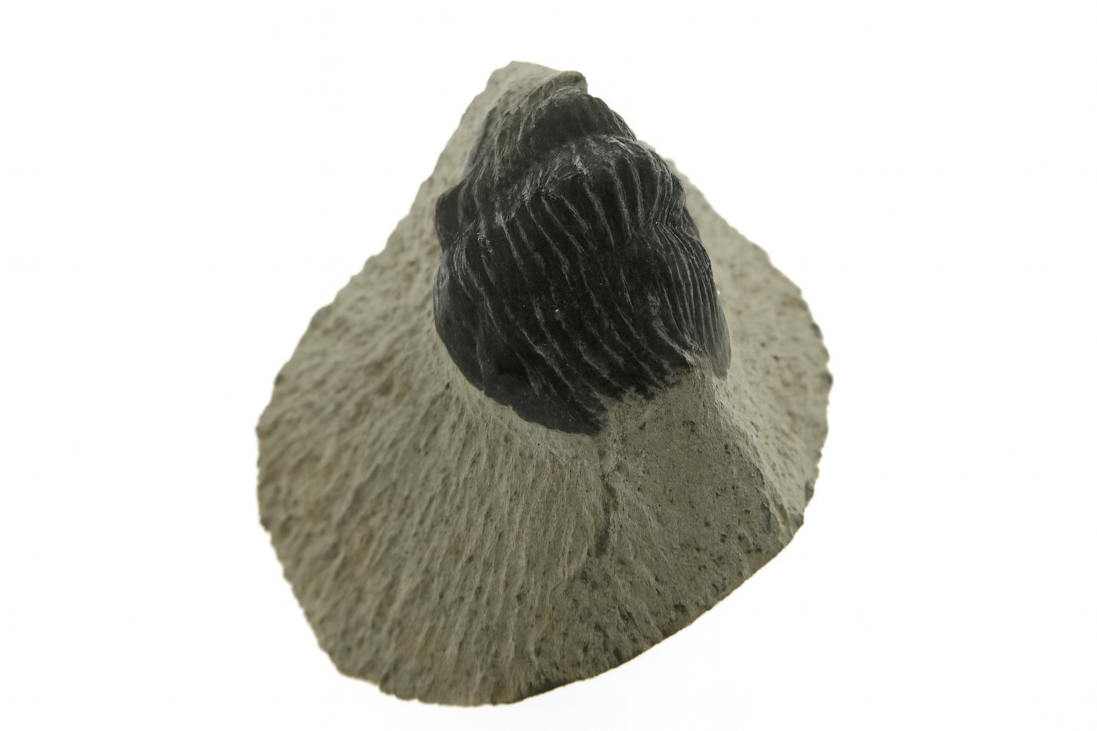 Scabriscutellum furciferum.