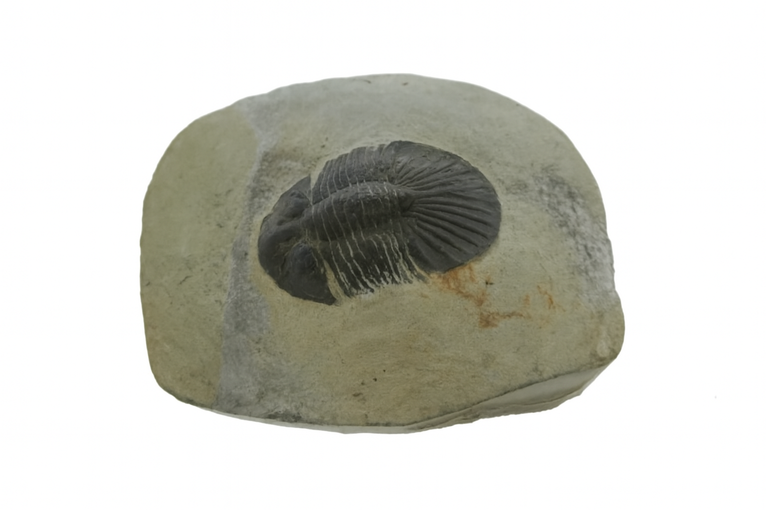 Scabriscutellum furciferum.