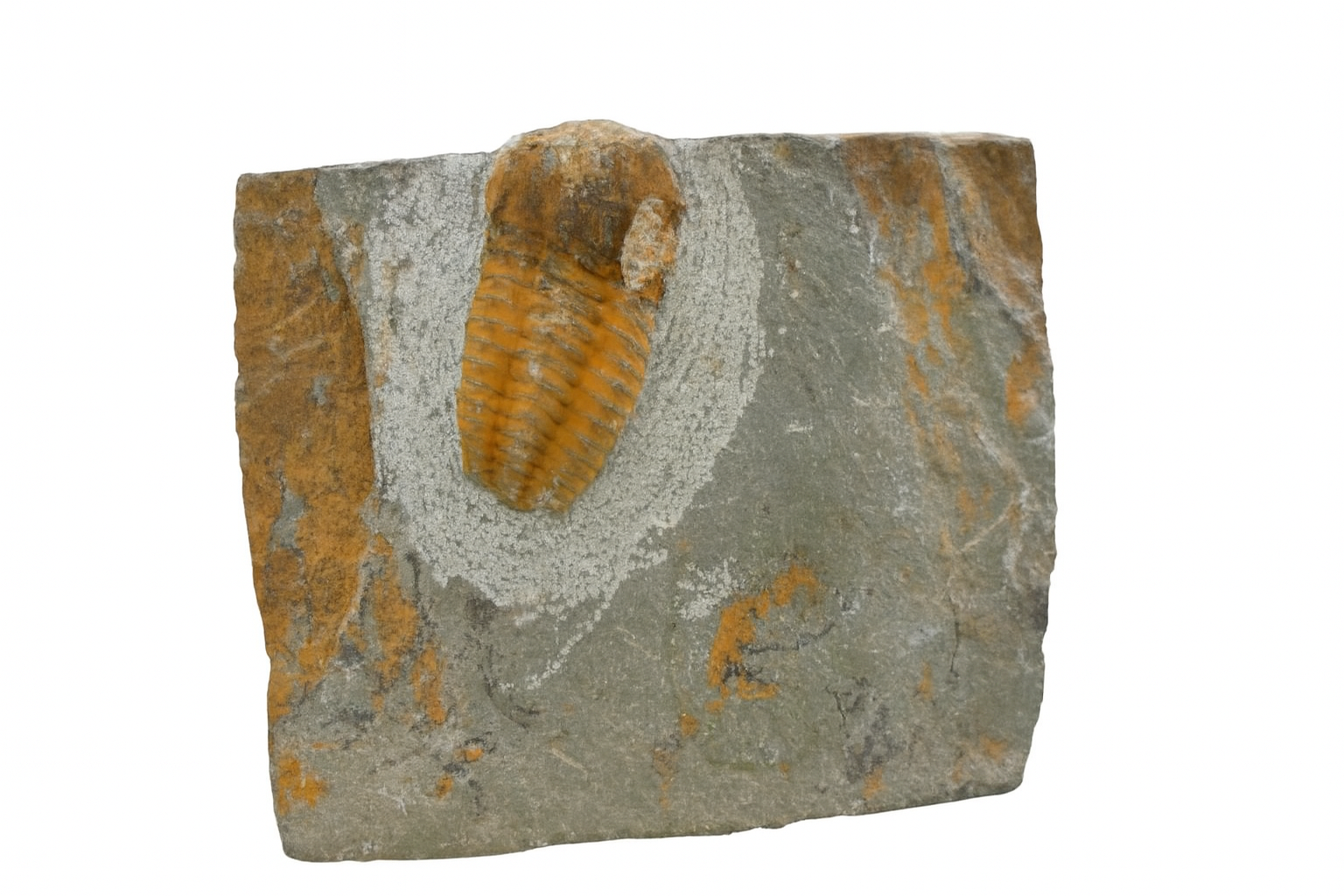 Unidentified trilobite.