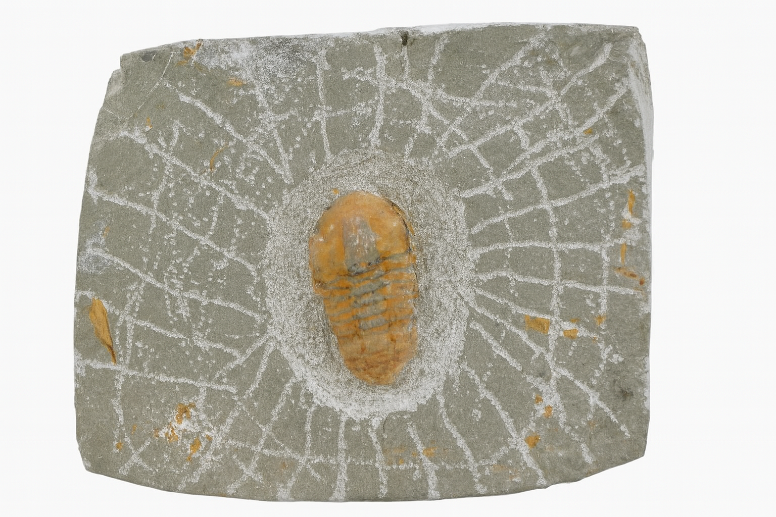 Unidentified trilobite.